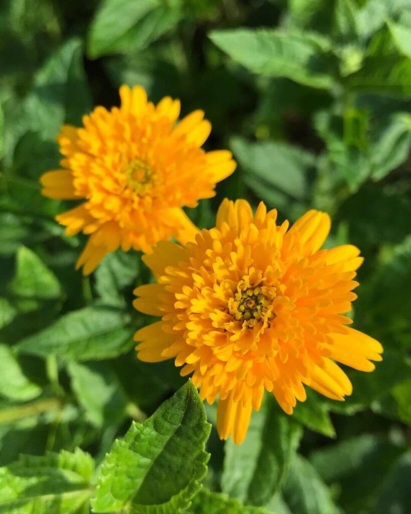 Гелиопсис подсолнечниковидный «Асахи»