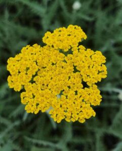 Тысячелистник «Коронейшн Голд»