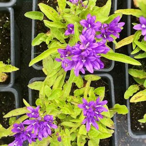 Колокольчик скученный / Campanula glomerata
