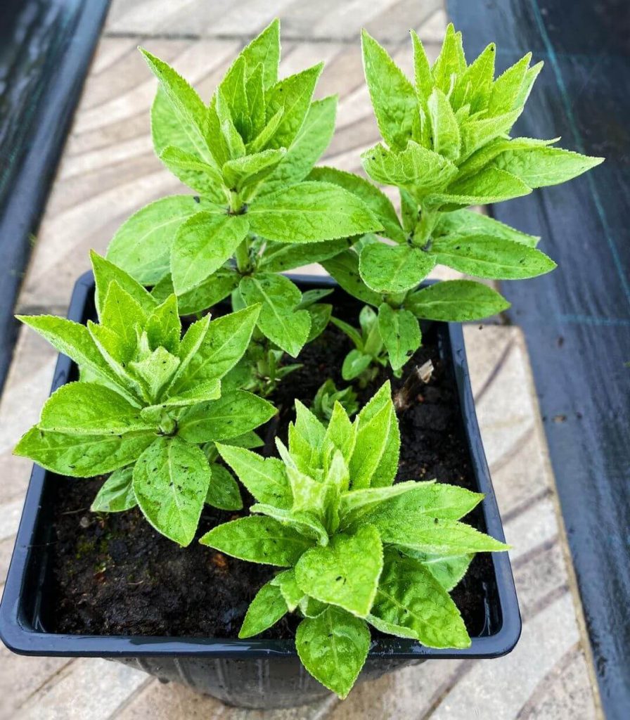 Вероникаструм виргинский Apollo