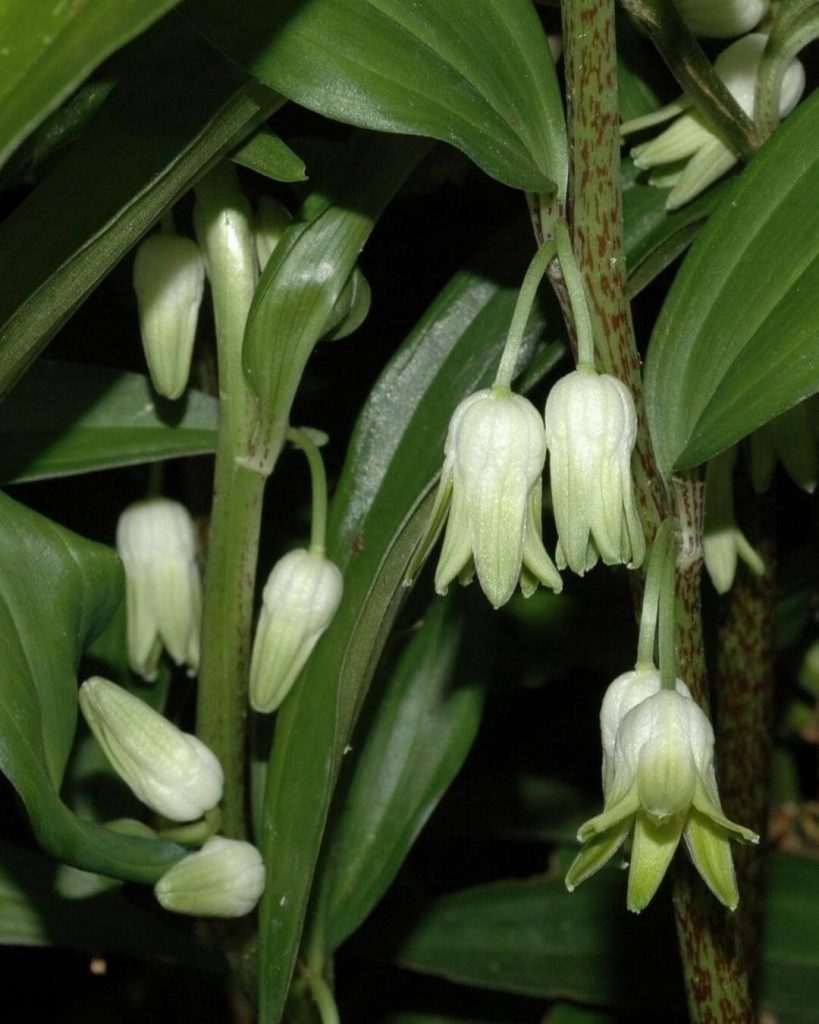 Ландыши Диспоропсис Перна/Disporopsis pernyi