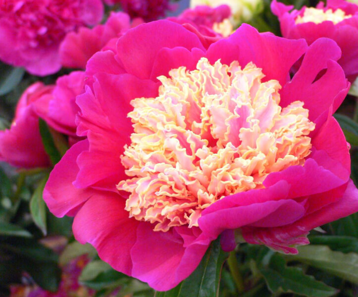 Пион "Виргилиус"/'Virgilius'