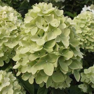 Гортензия метельчатая (Hydrangea paniculata `Magical Candle`)