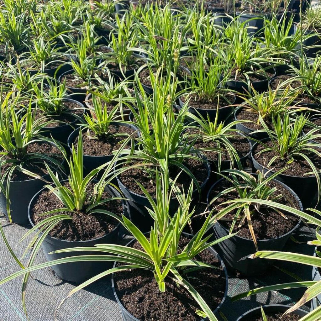 Осока Морроу 'Variegata'