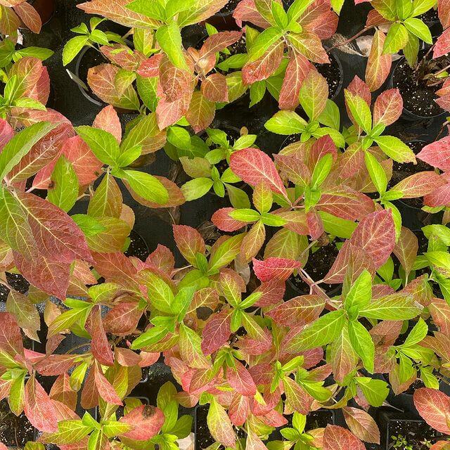 Гортензия крупнолистная 'Роткелхен' (Hydrangea macrophylla 'Rotkehlechen')