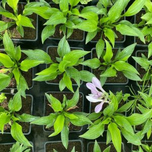 Hosta ‘Joseph’