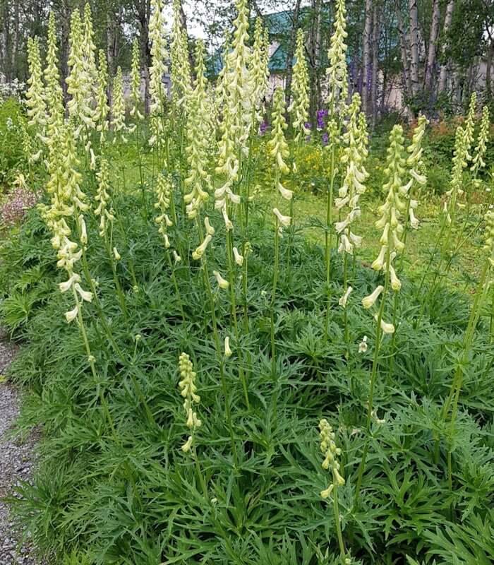 Аконит Ламарка (Aconitum lamarckii)