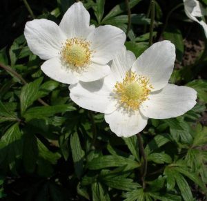 Анемона лесная (Anemone sylvestris)