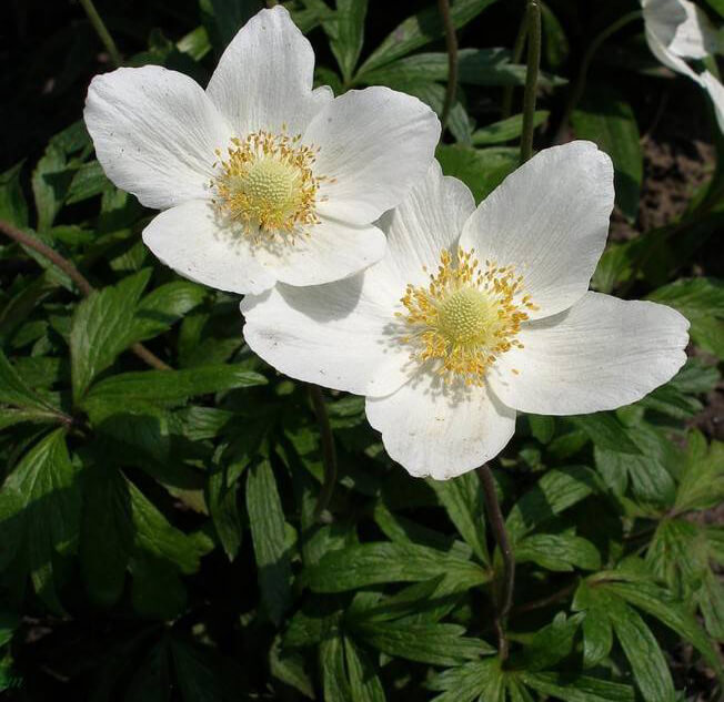 Анемона лесная (Anemone sylvestris)