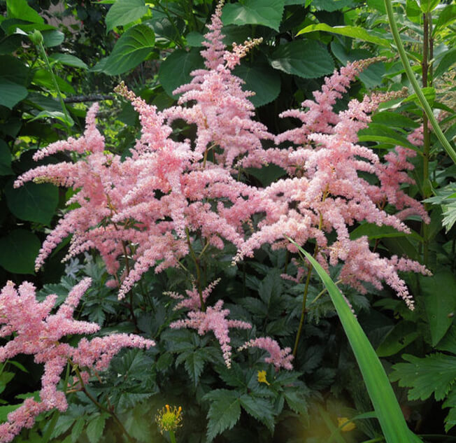 Астильба Арендса 'Bressingham Beauty'