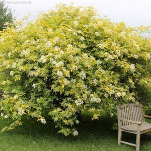 Бузина черная 'Aurea'