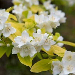 Чубушник венечный= обыкновенный 'Aureum'