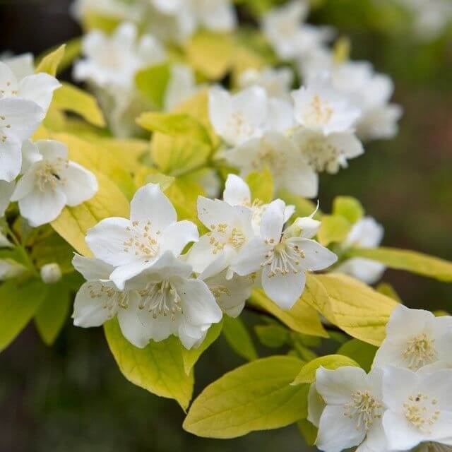 Чубушник венечный= обыкновенный 'Aureum'