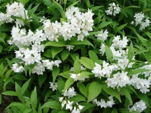 Дейция изящная 'Variegata'