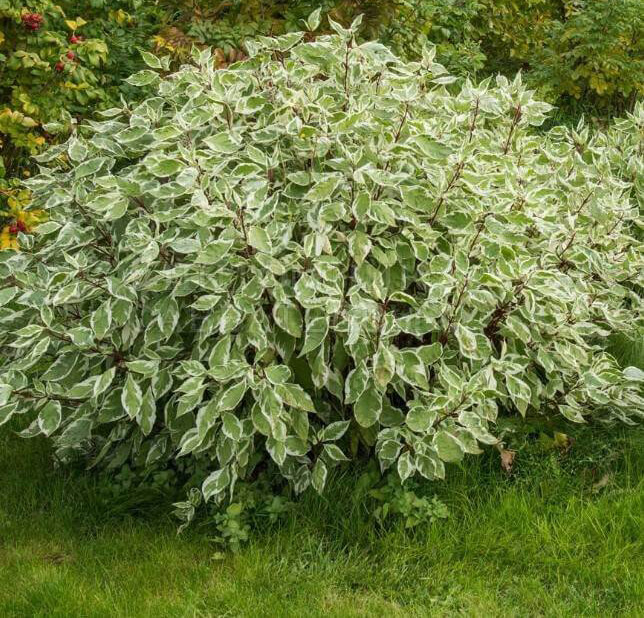 Дёрен отпрысковый 'White Gold'