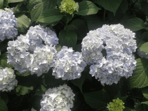 Гортензия крупнолистная ‘The Bride’