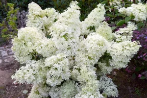 Гортензия метельчатая `Dentelle de Gorron`