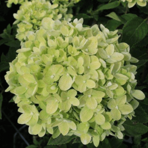 Гортензия метельчатая 'Little lime'