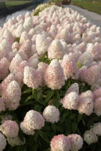 Гортензия метельчатая 'Magical Sweet Summer'