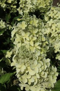 Гортензия метельчатая `Perle d`Automne