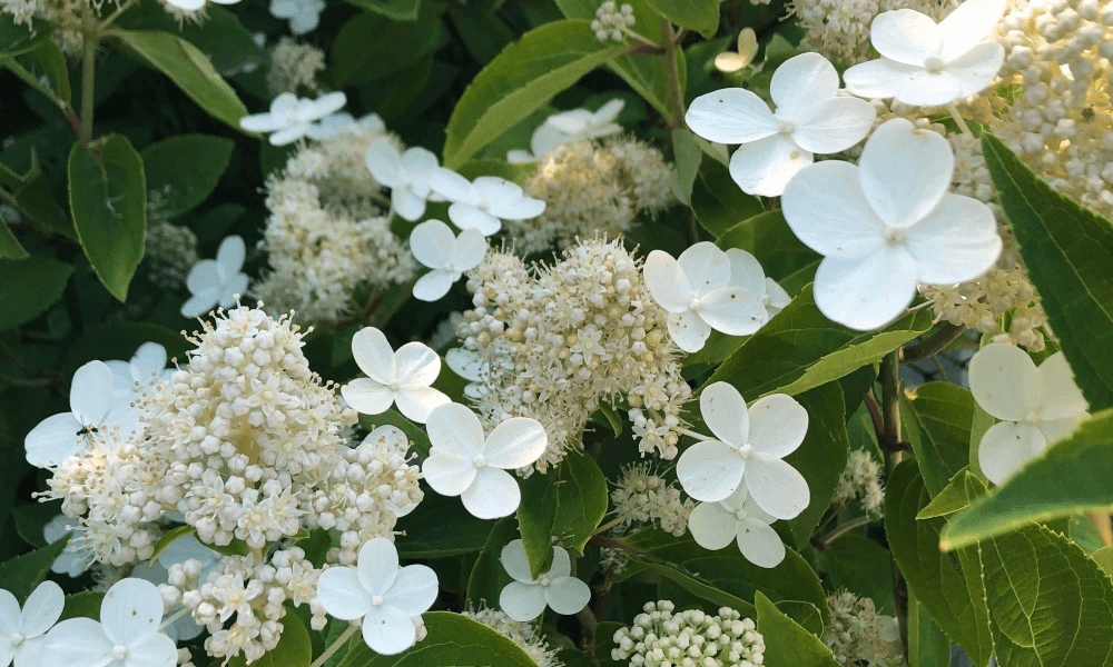 Гортензия метельчатая `Prim White`