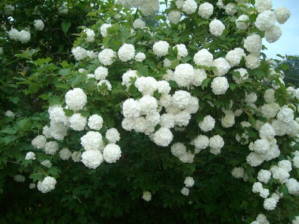 Калина обыкновенная или красная "Буль-де-неж"='Roseum'