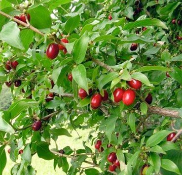 Кизил обыкновенный=дёрен мужской