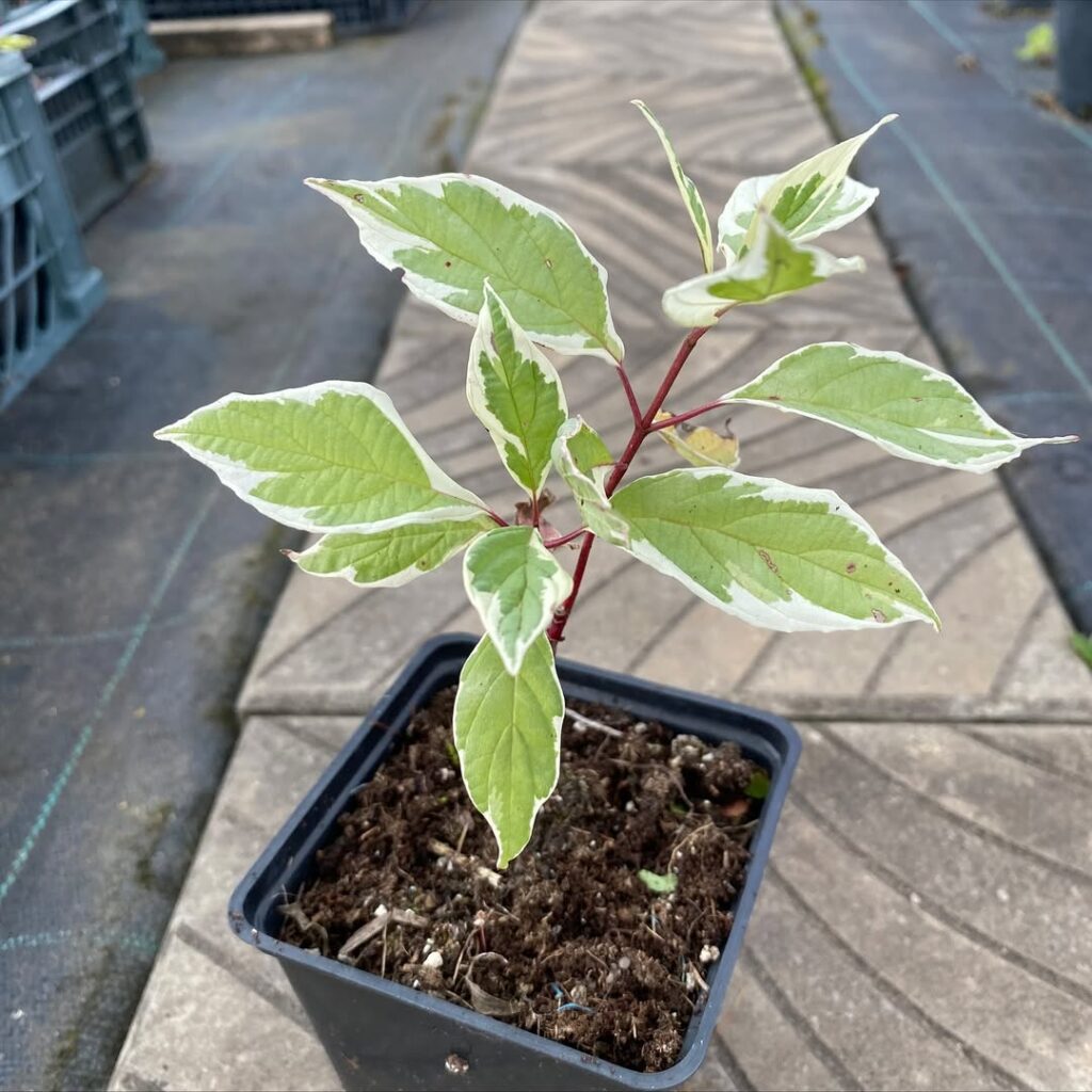 Дерен белый 'Ivory Halo'