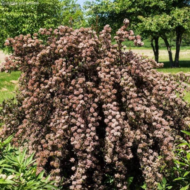 Пузыреплодник калинолистный 'Little Devil'