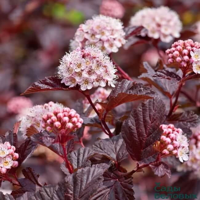 Пузыреплодник калинолистный 'Midnight'