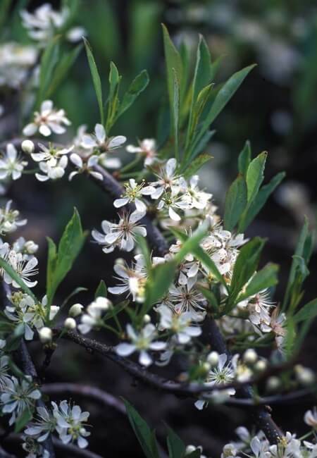 Слива приземистая var. Depressa