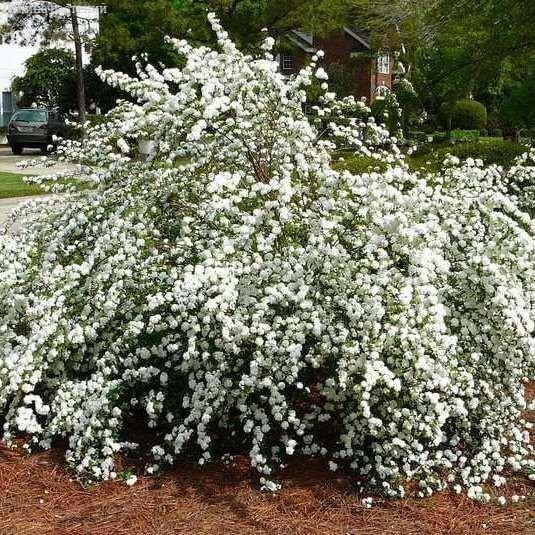 Спирея сливолистная (Spiraea prunifolia)