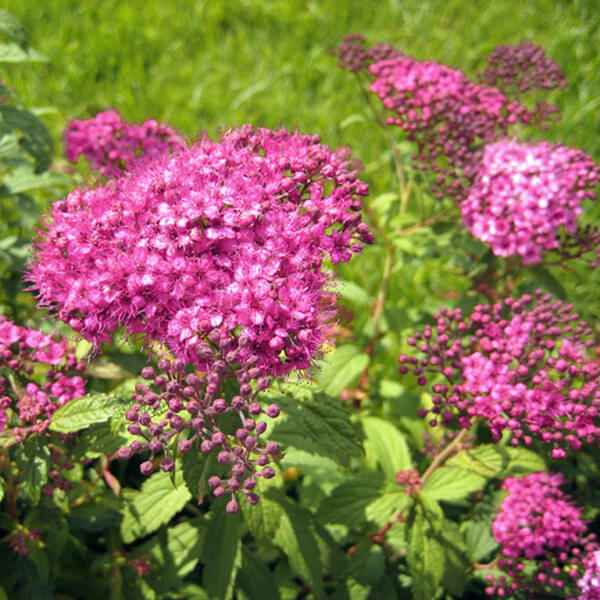 Спирея японская 'Country Red'