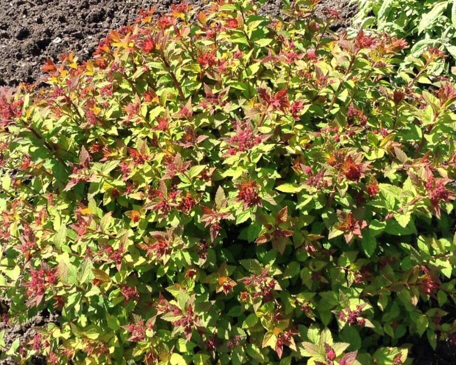 Спирея японская 'Sparkling Carpet'