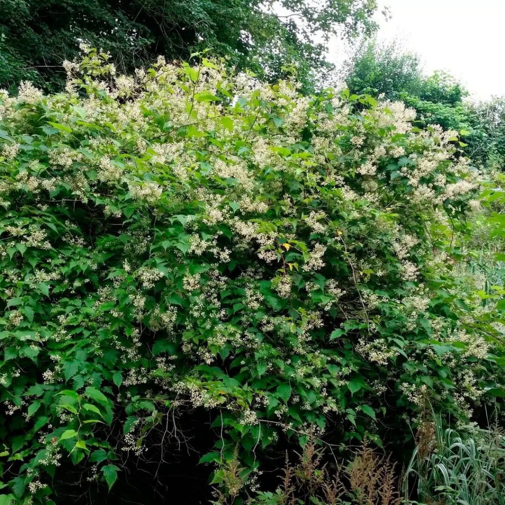 Стефанандра Танаки