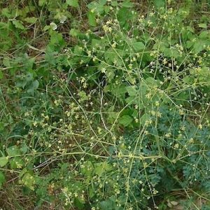 Василистник Малый