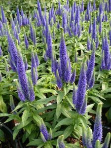 Вероника длиннолистная`Blue Tone`