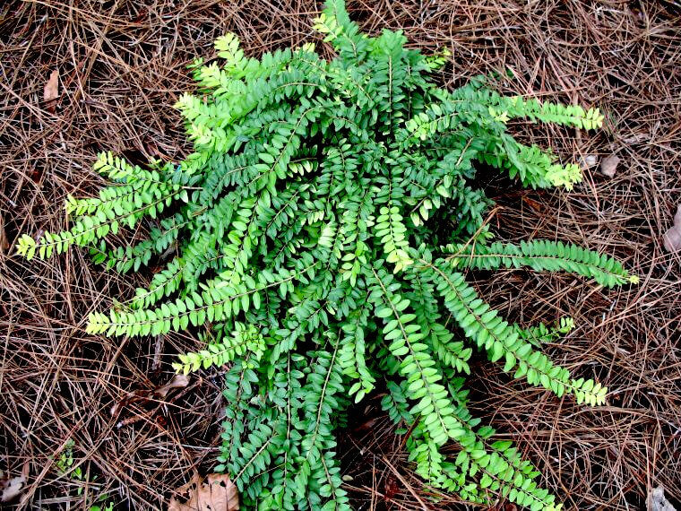 Жимолость шапочная