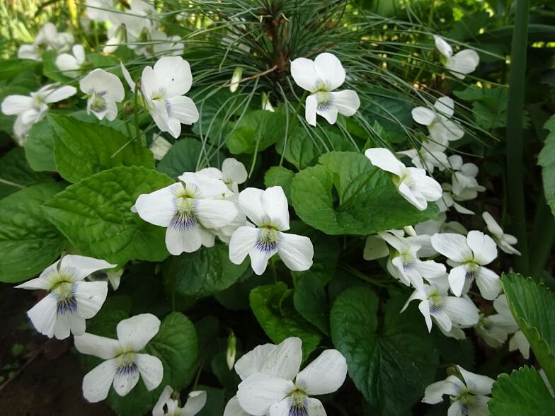 Фиалка мотыльковая или сестринская 'Albiflora'