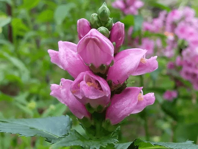 Хелона косая 'Rosea'