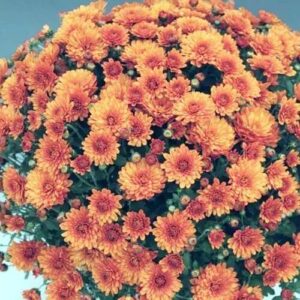 Хризантема крупноцветковая Goal Orange / Sunbeam Orange