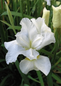 Ирис сибирский 'White Snow'