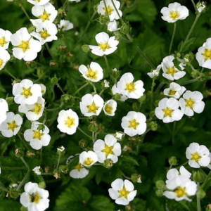 Лапчатка скальная Potentilla rupestris
