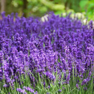 Лаванда узколистная 'Hidcote Superior'