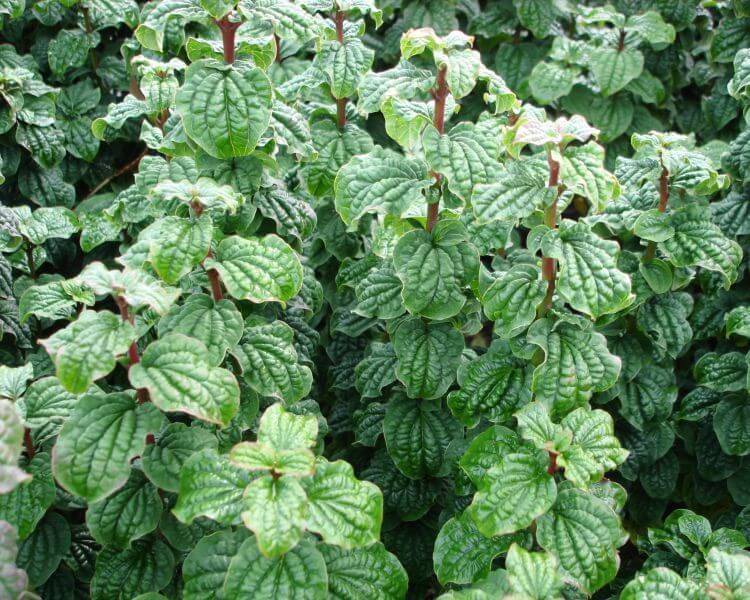 Дерен кроваво-красный Компресса "Compressa"