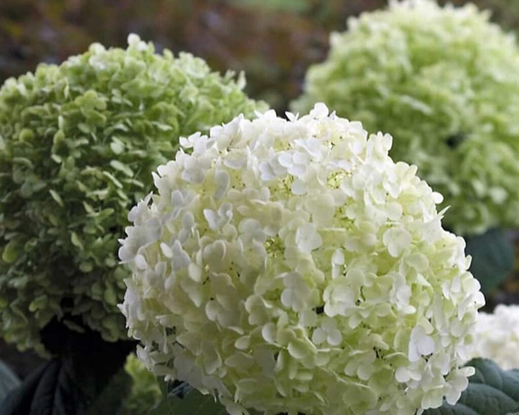 Гортензия древовидная (Hydrangea arborescens `Strong Annabelle`)