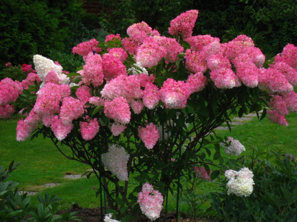 Гортензия метельчатая 'Fraise Melba® 'Renba'