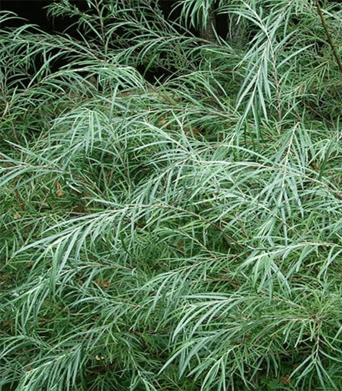 Ива розмаринолистная