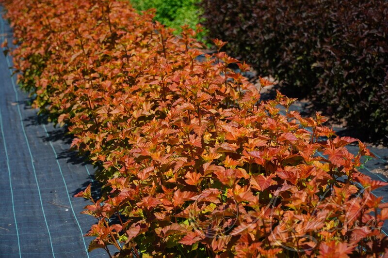 Пузыреплодник 'Amber Jubilee'