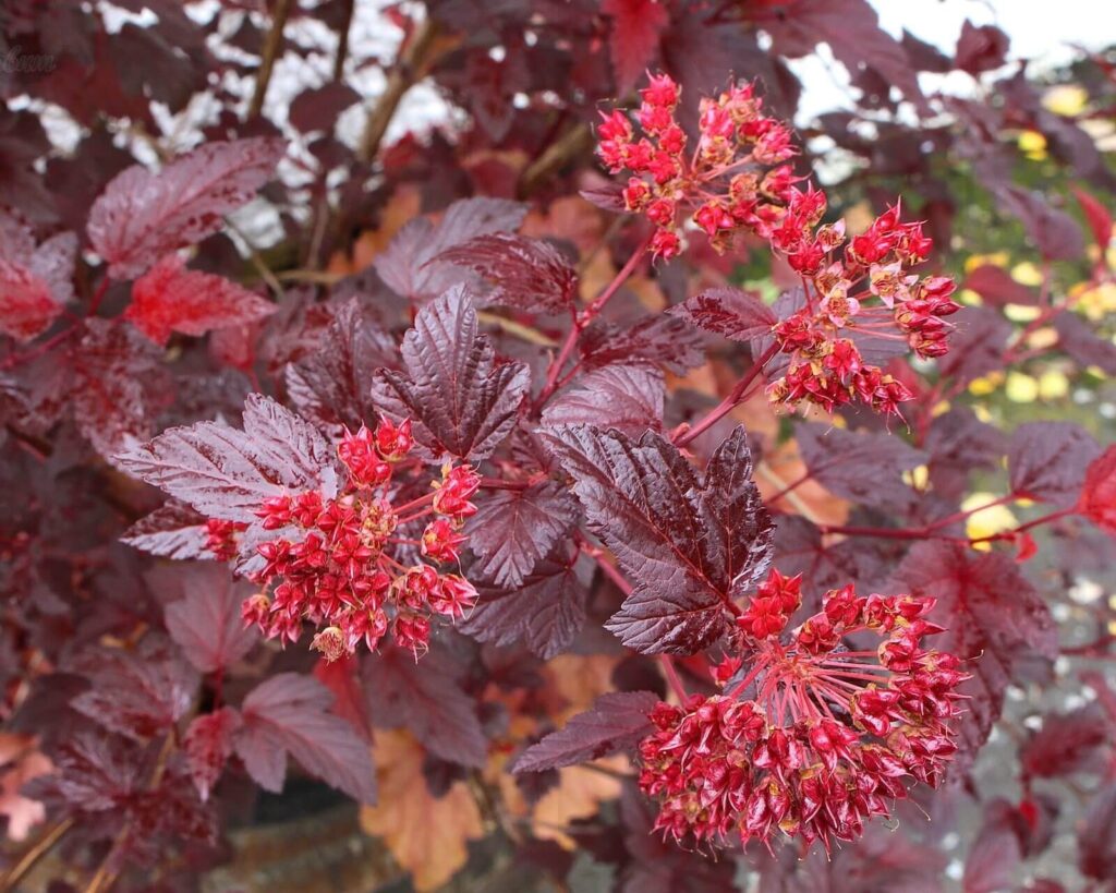 Пузыреплодник калинолистный 'Diabolo D'or'